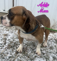 Zeus Male Beabull $875