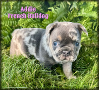 Addie Female AKC French Bulldog $1500