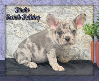 Birdie Female AKC French Bulldog $1500