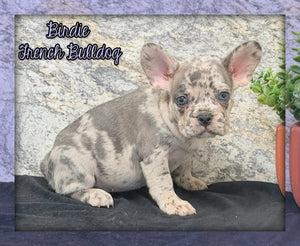 Birdie Female AKC French Bulldog $1500