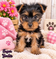 Sugar Female AKC Yorkshire Terrier $950