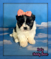Ruby Female Teddy Bear $875