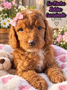 Ka-Mocha Female Golden Cavadoodle $900