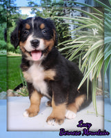 Lucy Female AKC Bernese Mountain Dog $1800