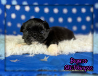 Beyonce Female AKC Pekingese $3625