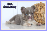 Darla Female AKC Fluffy French Bulldog $2450
