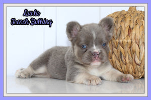 Darla Female AKC Fluffy French Bulldog $2450