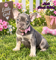 Heidi Female AKC French Bulldog $1450