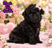 Magic Female ACA Toy Poodle $1350