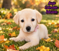 Suzie Female AKC Labrador Retriever $750.00