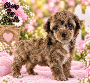 Classy Female ACA Toy Poodle $1650