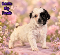 Cruella Female ACA Toy Poodle $1650