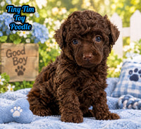 Tiny Tim Male ACA Toy Poodle $1350