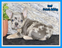 Kent Male AKC French Bulldog $1500