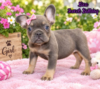 Gina Female AKC French Bulldog $1500