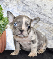 Maggie Female AKC French Bulldog $1500