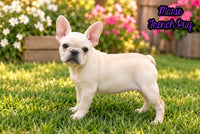 Marie Female French Pug $895