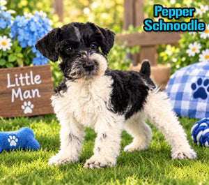 Pepper Male Schnoodle $1350