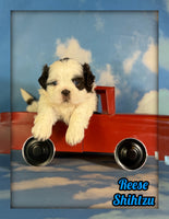 Reese Male ACA Shihtzu $985