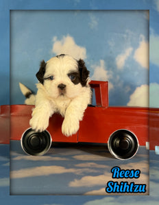 Reese Male ACA Shihtzu $985