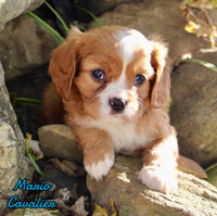 Mario Male AKC Cavalier $1895