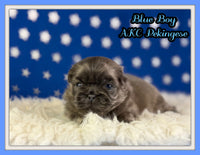 Blue boy Male AKC Pekingese $3625