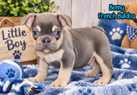 Benny Male AKC French Bulldog $1500