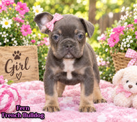 Fern Female AKC French Bulldog $1550
