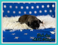 Pork chop Male AKC Pekingese $3625