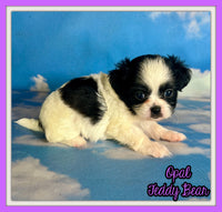 Opal Female Teddy Bear $875
