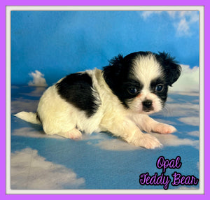 Opal Female Teddy Bear $875