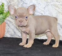 Amber Female AKC French Bulldog $1350