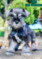 Teddy Male AKC Mini Schnauzer $999