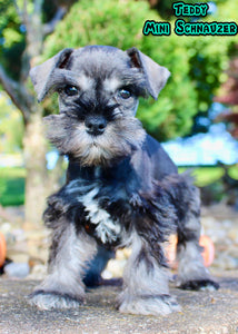 Teddy Male AKC Mini Schnauzer $999