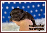 Joco Chocolate Male AKC Pekingese $3625
