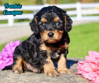 Frankie Male Cavapoo $1350