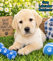 Sam Male AKC Labrador Retriever $1250