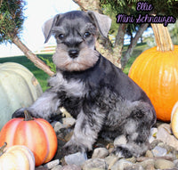 Ellie Female AKC Mini Schnauzer $1250