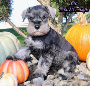 Ellie Female AKC Mini Schnauzer $1250