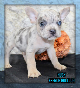 Huck Male AKC French Bulldog $1400