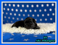 Jet Male AKC Pekingese $3625