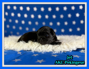 Jet Male AKC Pekingese $3625