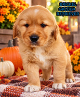 Brickle Male AKC Golden Retriever $1999