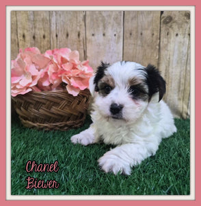 Chanel Female Biewer Terrier $3500