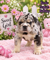 Birdie Female English Bulldog $1500