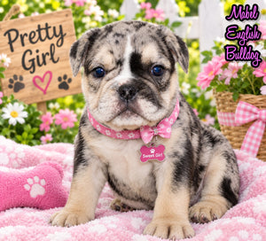 Mable Female English Bulldog $1500