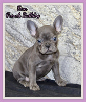 Fern Female AKC French Bulldog $1400