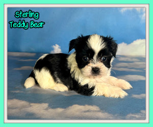 Sterling Male Teddy Bear $875