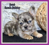 Janet Female AKC Fluffy French Bulldog $1550