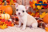 Taz Male Boston Terrier $550